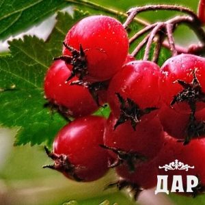 Плоды боярышника кроваво красного, 100 г
