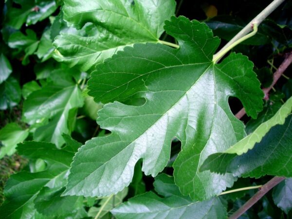 Листья шелковицы